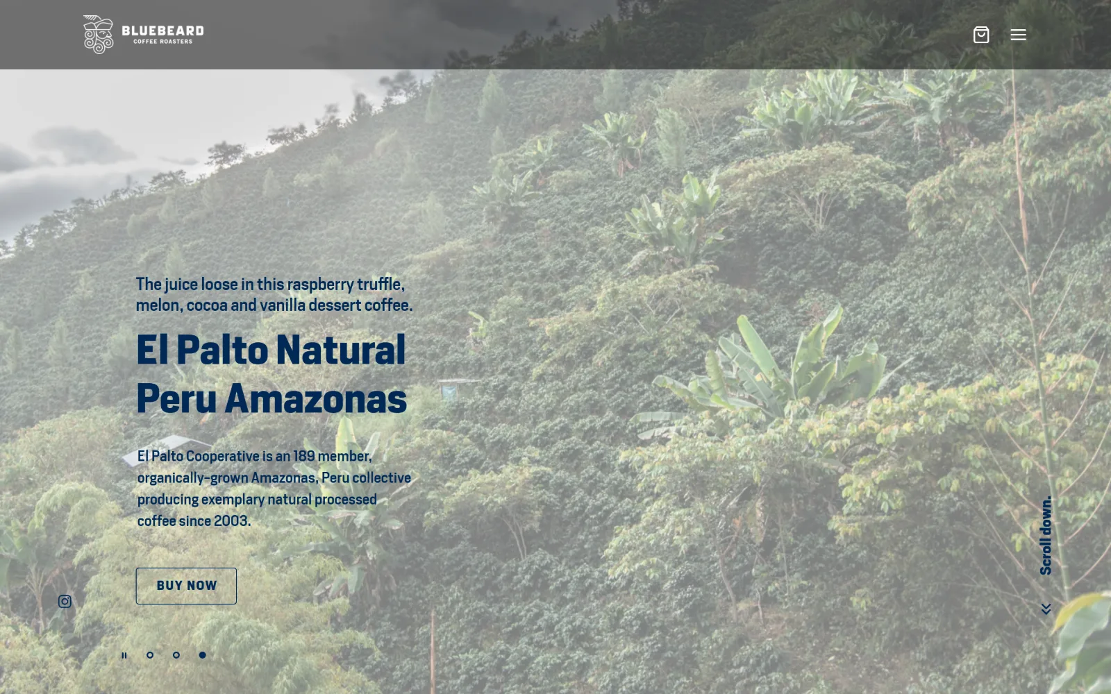 bluebeardcoffee.com, coffee shop website design: washed-out hillside of coffee trees sits behind navy text naming a single lot