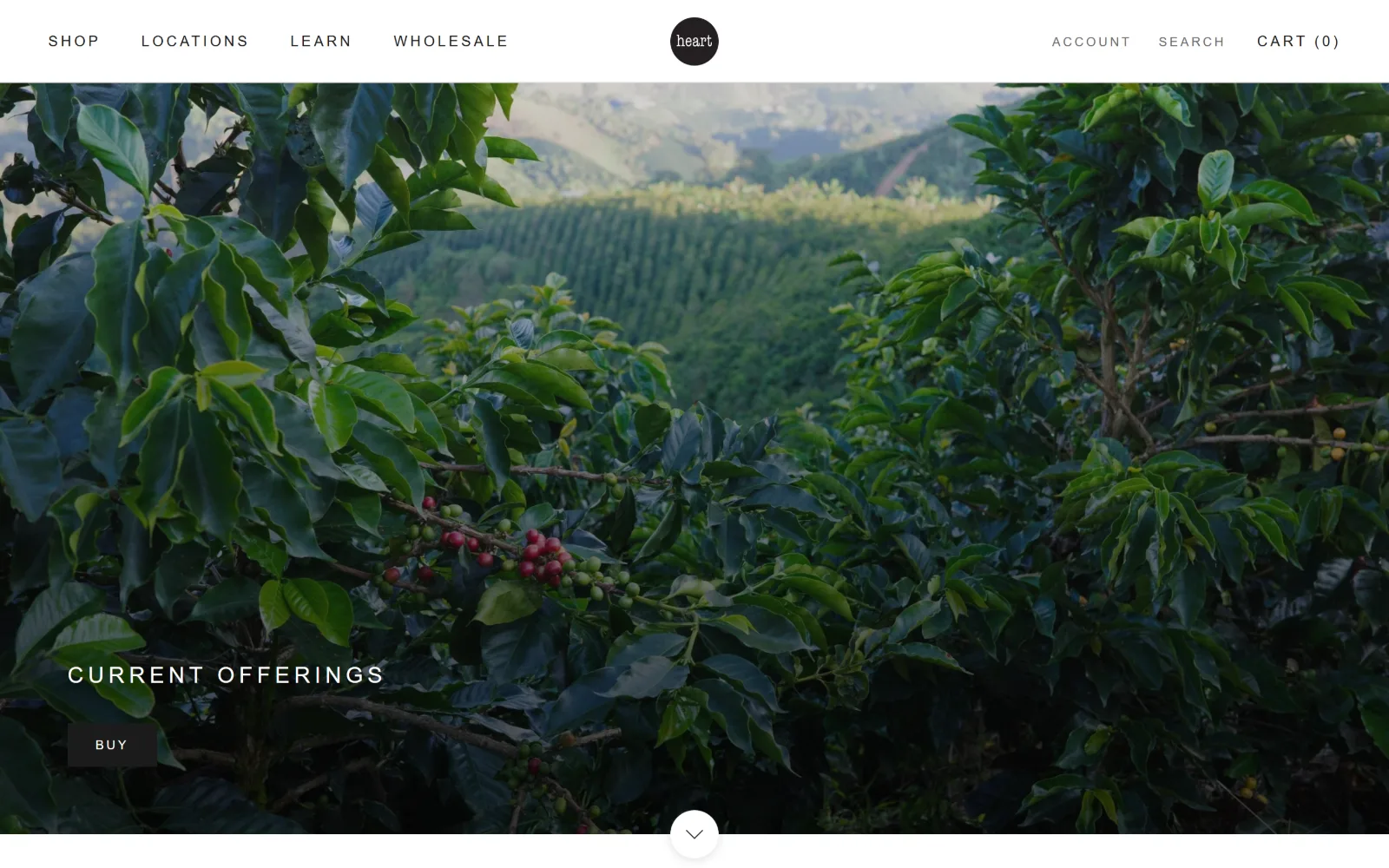 heartroasters.com, coffee shop website design: coffee trees fill a full-bleed photograph