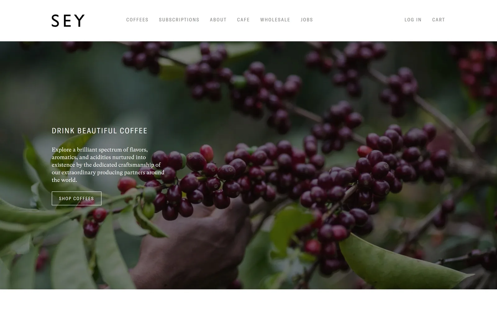 seycoffee.com, restaurant website design: close-up of ripe coffee cherries being picked by hand